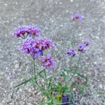 Železník argentínsky (Verbena bonariensis) ´LOLLIPOP´ - kont. C2L